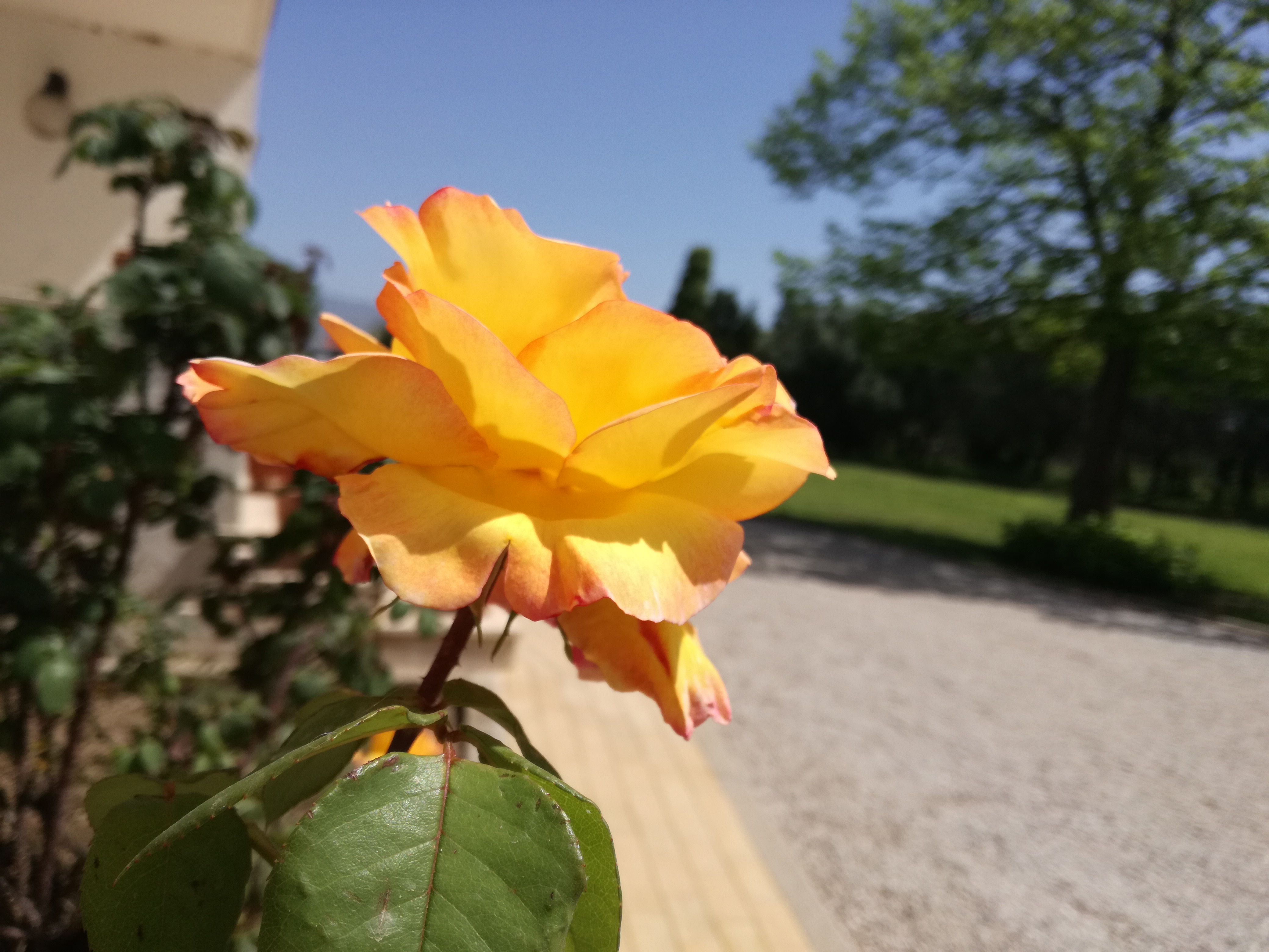 I giardini